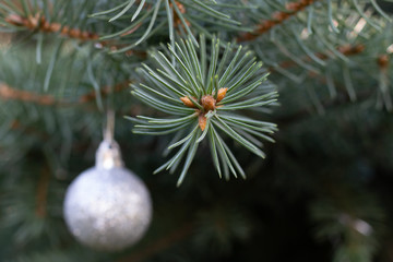 Spruce needles close up and a Christmas silver ball in the background