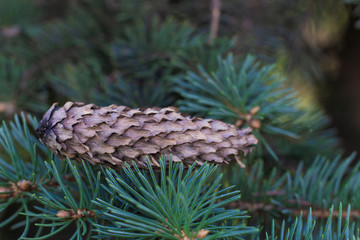 Naklejka na ściany i meble Green spruce branches with cones closeup