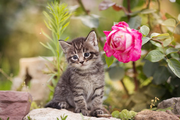 Cute kitten sits on stones in flowers