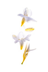 Freesia flowerbuds backlit