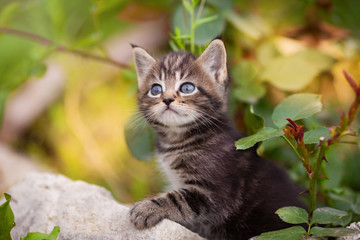 Cute kitten sits on stones in flowers