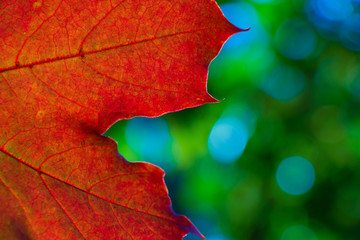 Fototapeta na wymiar Orange maple leaf texture close-up