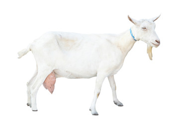 funny beautiful snow-white goat with a beard on a white background on a farm, farm animal, beautiful goat