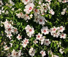 white flower collection with green leaves