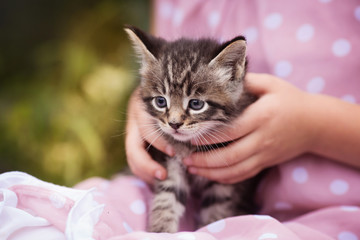 Cute kitten in the arms of a girl closeup