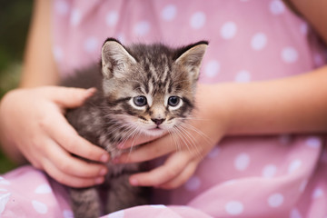 Cute kitten in the arms of a girl closeup