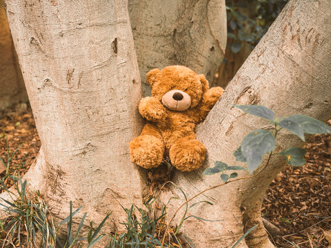 Brown teddy bear, sitting comfortably in a tree as if it had a life of its own.