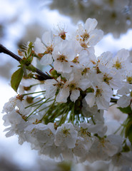 closeup cherry wedding white flowers
