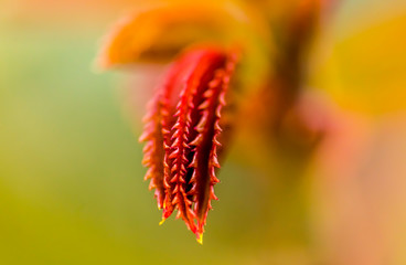 closeup of flower