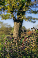Autumn landscape with tree and dried flowers