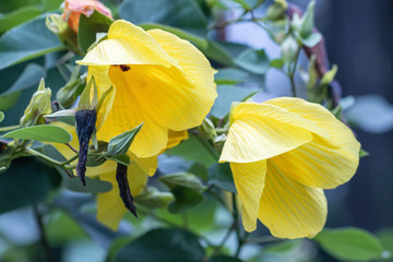 Hibiscus glanduliferus Craib (Malvaceae) in a garden.Yellow mallow tree.