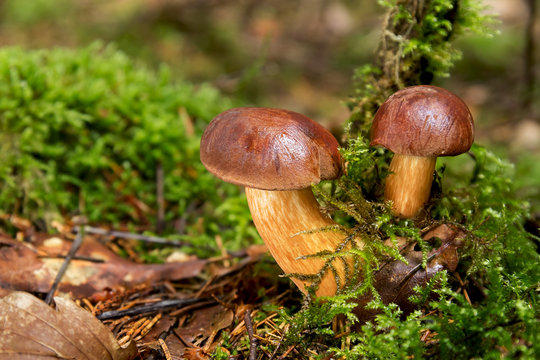 Bay bolete (Boletus badius, Xerocomus badius)