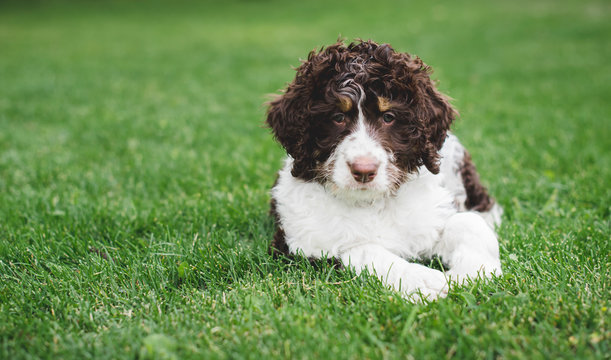 Adorable bernedoodle puppy laying on the grass outside.