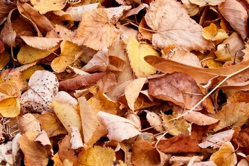 bruanes Laub im Herbst liegt am Boden