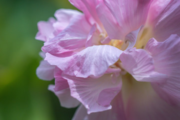 Fototapeta na wymiar Close up Cotton rose hibiscus flower in a garden.Selective focus pink Cotton rose flower.( Hibiscus mutabilis L.)