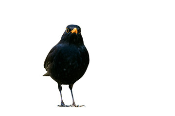 Blackbird. Isolated bird. White background. Bird: Common Blackbird. Turdus merula.