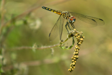 Dragonfly closeup with blurred background