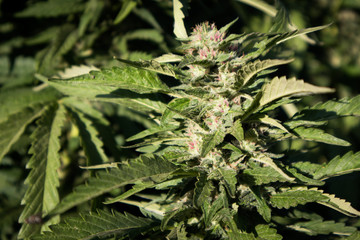 Marijuana Plants Budding in Garden