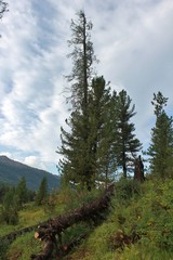 Pine tree in mountains