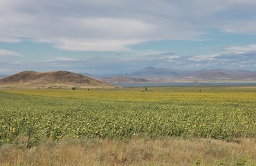 Landscape with wheat field and blue sky