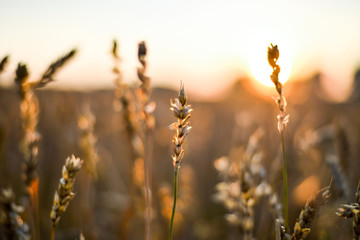 spikelet field at sunset