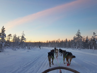 Husky Sled Safari in Rovaniemi, Lapland behind the Arctic Circle. Dog Sledding in snowy Finland. 