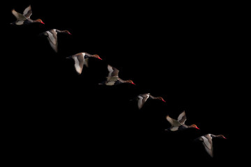 Art in Nature Photography. Spot light and Bird. Black background. Duck: Red crested Pochard. Netta rufina.