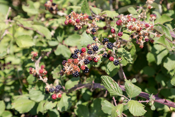 Wild blackberry (Rubus fruticosus)