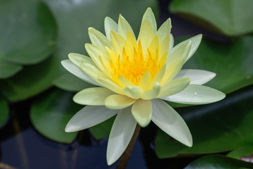 Pollen in the Waterlily and Lotus Flower close up.