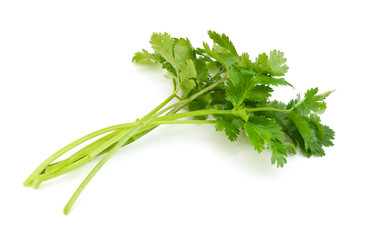 Cilantro