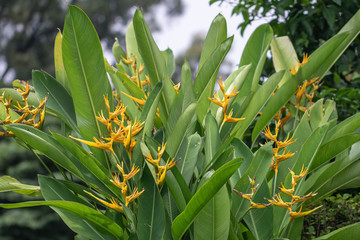 Heliconia is a genus of flowering plants in the family Heliconiaceae. Common names for the genus include lobster-claws, toucan peak, wild plantains or false bird-of-paradise.
