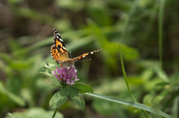 Painted lady butterfly on purple clover flower