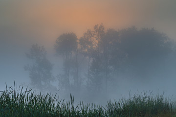 Colorful orange and blue  sunrise through fog with trees silhouetted 