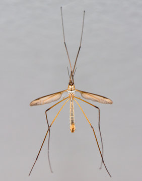 Crane Fly or Tipula or Daddy-Longlegs on the Wall
