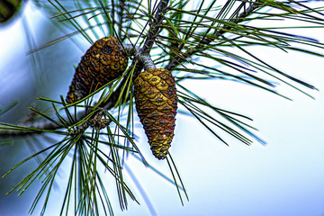 pine cone on a branch