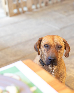 Stray Dog Begging For Food In A Restaurant Near Cabo San Lucas, Mexico