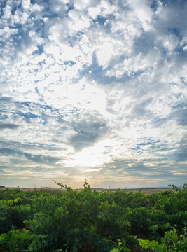 Vines plantation under June sunset light and cloudy blue sky