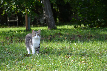 Obraz na płótnie Canvas Schöne Katze spaziert über das grüne Gras