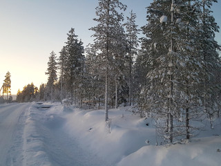 Arctic snow covered trees and forest. Midnight sun in winter Lapland, Finland