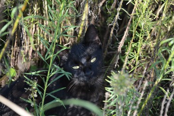 Schwarze Katze sitzt im Feld und blickt in die Kamera