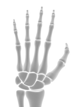 The skeletal hand. 3D Illustration.