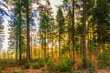 Forest landscape at sunrise in spring photographed against sunlight in warm colors orange and yellow and bright green needles of flared fir trees and hedgerow with withered brown leaves