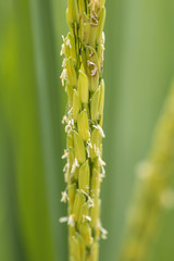 Close up rice plant in green background.Selective focus rice in field.