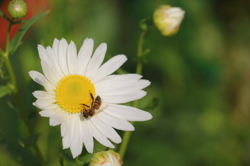 Fototapeta premium white daisies in the garden