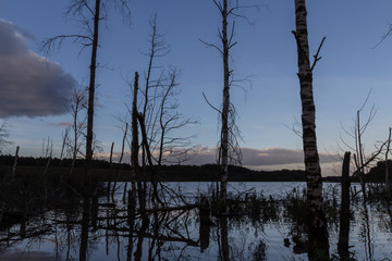 Natural reflections in water of trees at the Mechelse heide (english: Mechelse Meadow) during sunset