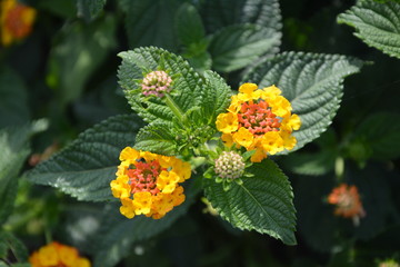 Lantana camara (Wandelröschen) blüht gelb orange