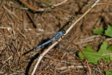Blue dragonfly on brown ground