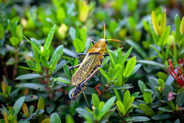Yellow Grasshopper at the garden 