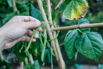 Harvesting French Bean from a Home Garden