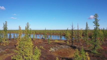 Flight among the Yamal forest tundra in autumn in Northern Siberia